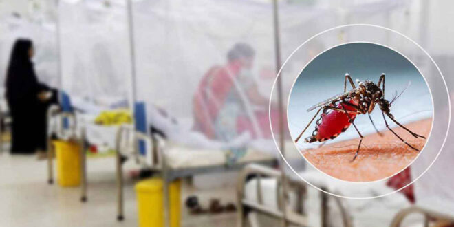 ডেঙ্গুতে আক্রান্ত হয়ে ২৪ ঘণ্টায়  হাসপাতালে ৩৭৫